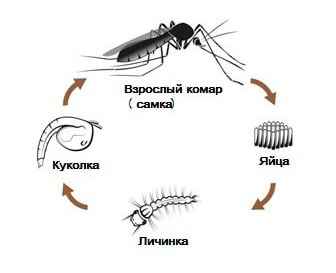 На фото описано развитие комаров